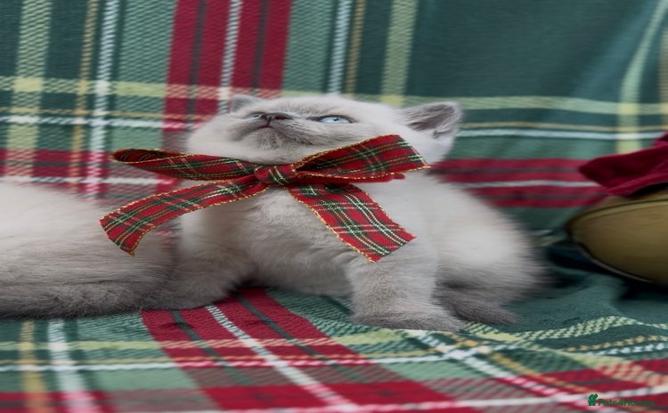 British Shorthair cats - Advert 11