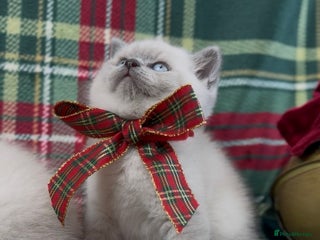 British Shorthair cats - Advert 23