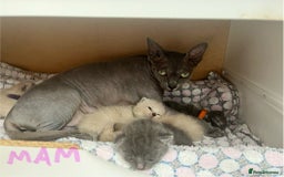Ragdoll cats for sale: Ragdoll X Sphynx kittens  - Image 3