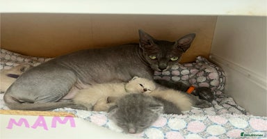 Ragdoll cats - Advert 8