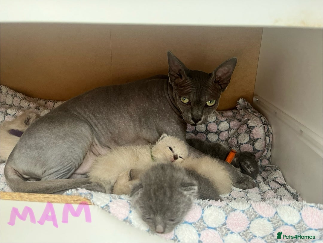 Ragdoll cats for sale: Ragdoll X Sphynx kittens  - Image 3