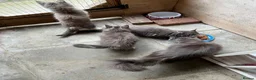 Maine Coon cats for sale: BEAUTIFUL MAINE COON KITTENS - Advert 1