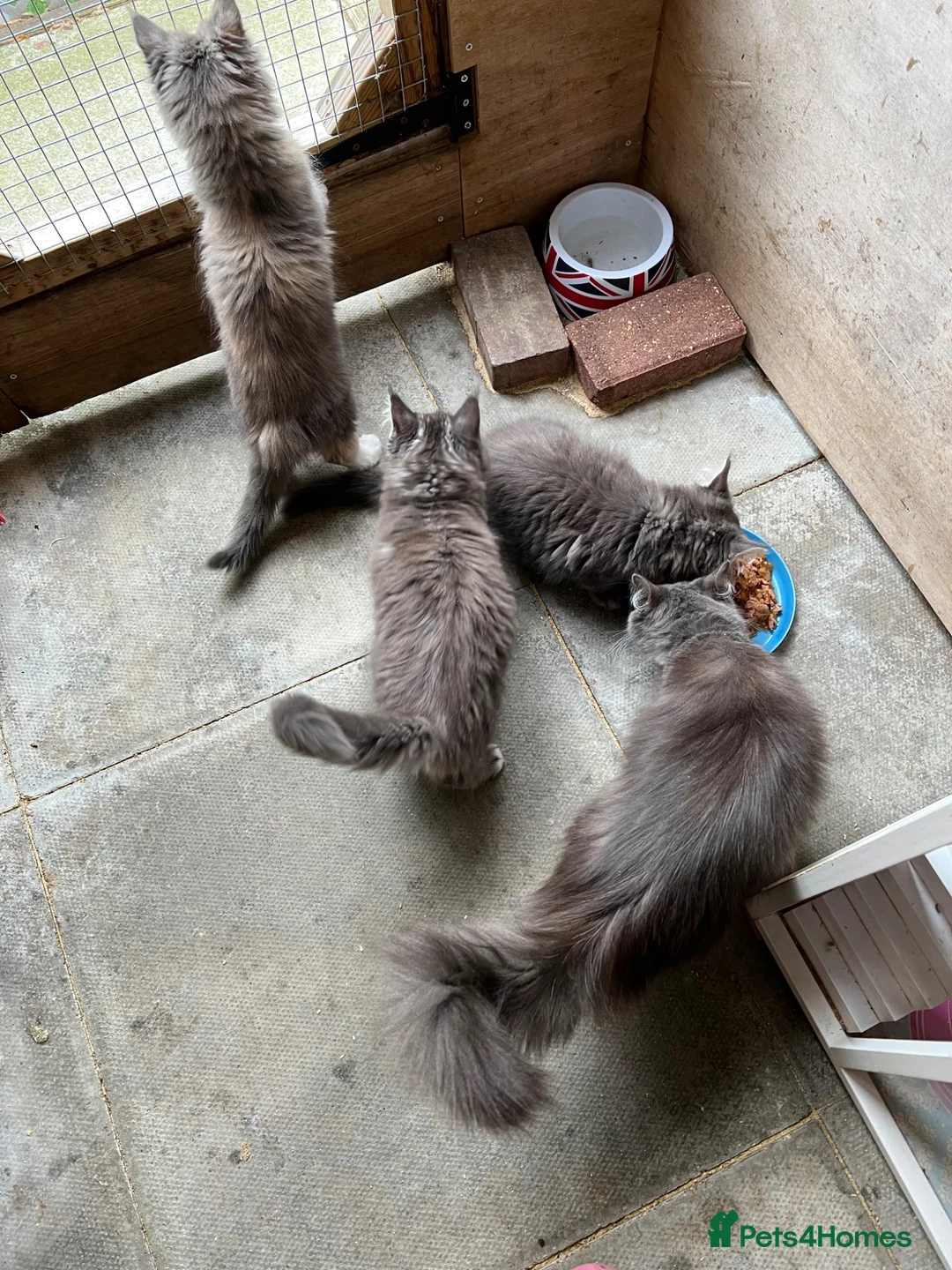Maine Coon cats for sale: BEAUTIFUL MAINE COON KITTENS - Advert 1