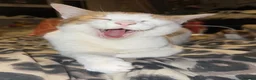 Domestic Shorthair cats for sale: Pancake/ Hunter  in Dudley - Advert 8