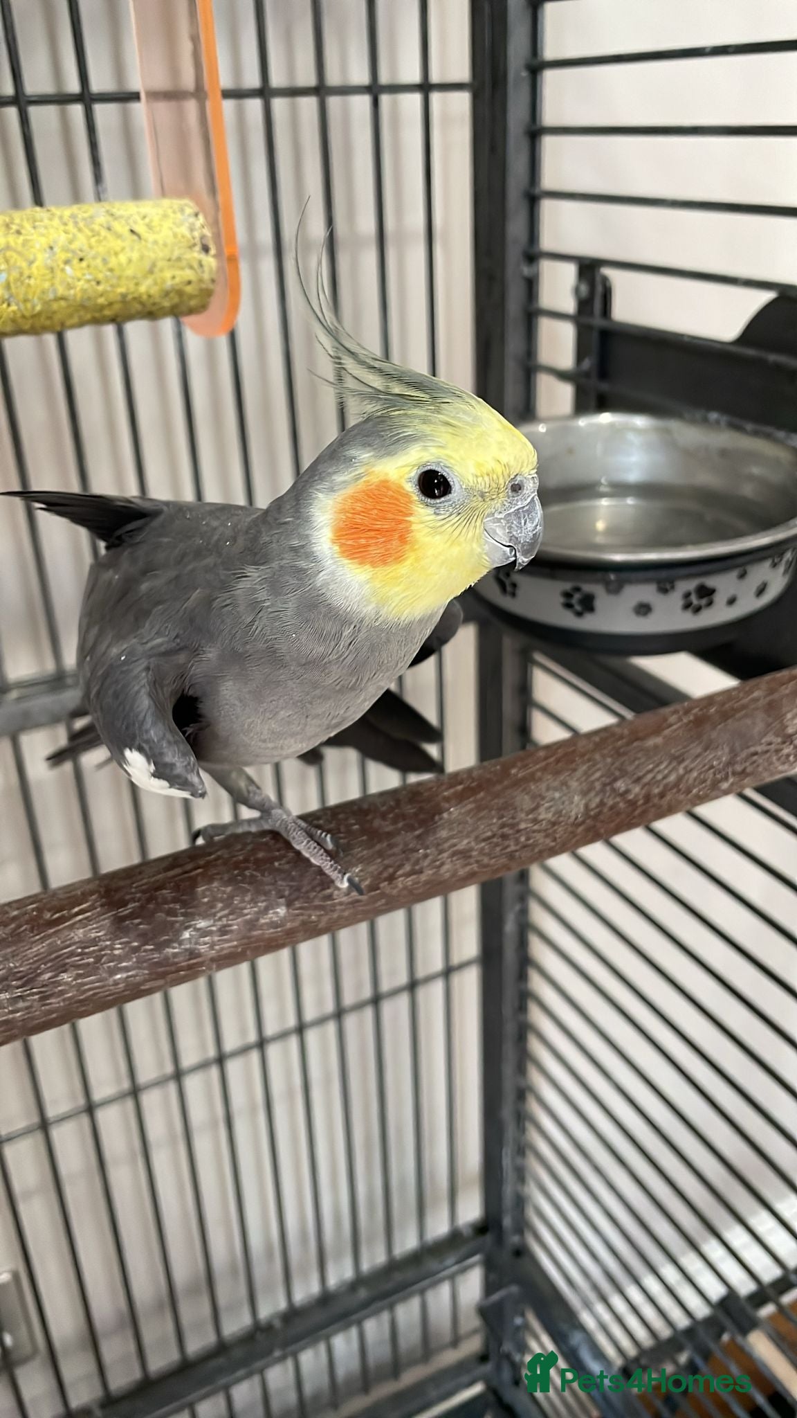 Cockatiels birds Friendly Cockatiel Looking for a Loving Home 🦜 - Advert 1
