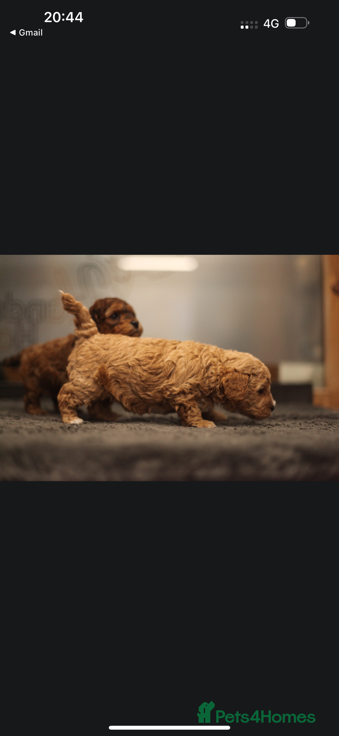 Poochon dogs for sale: Beautiful Poochon Pups Home Bred second litter - Advert 11