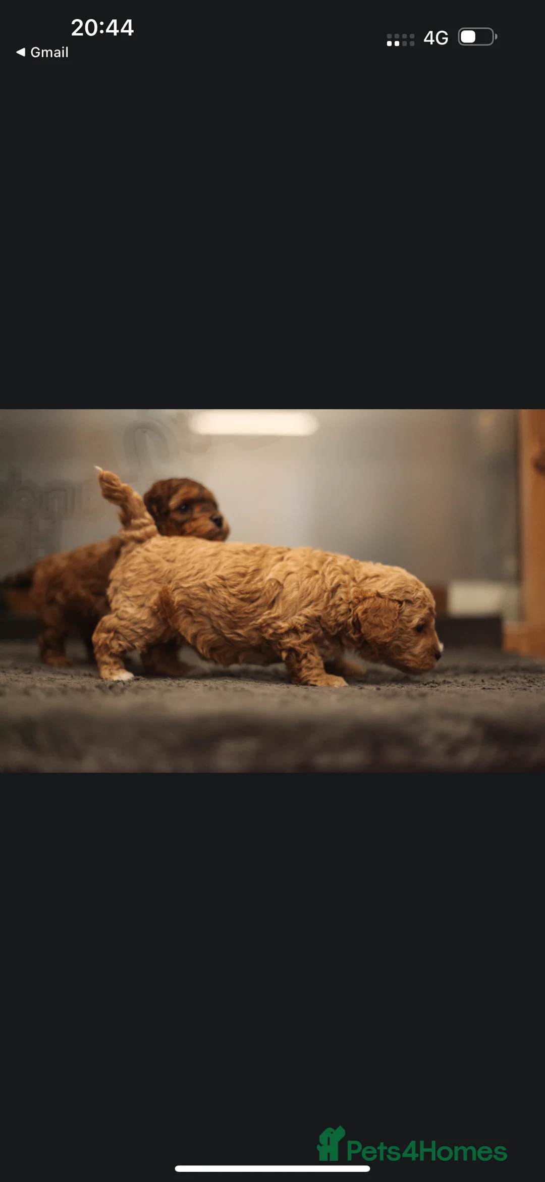 Poochon dogs for sale: Beautiful Poochon Pups Home Bred second litter - Advert 11