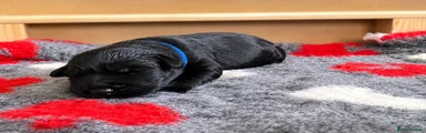 Giant Schnauzer 1