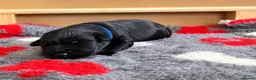 Giant Schnauzer dogs for sale: PrimaVista Giant Schnauzers in Wisbech - Advert 7