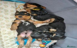 Yorkshire Terrier dogs for sale: Adorable Yorkie Puppies Ready for Loving Homes - Image 18