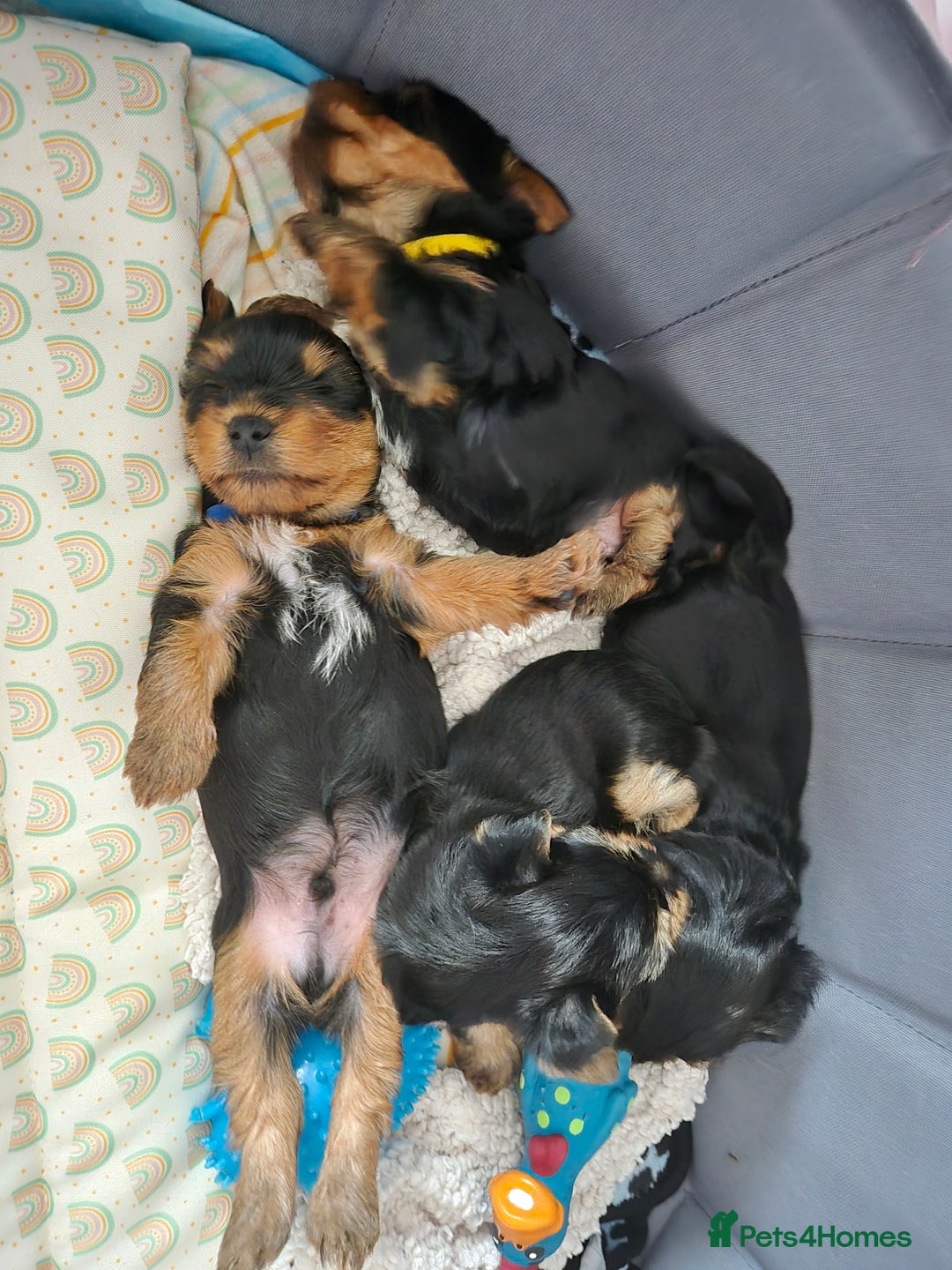 Yorkshire Terrier dogs for sale: Adorable Yorkie Puppies Ready for Loving Homes - Image 18