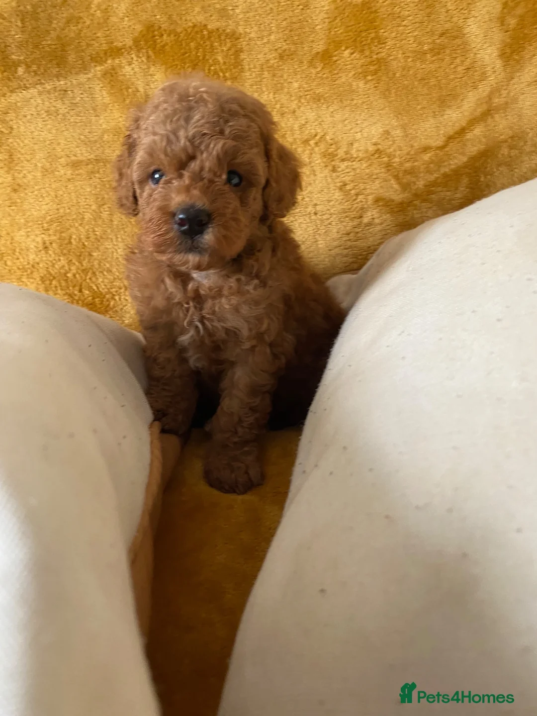 Toy Poodle dogs for sale: Toy poodle puppies in Derby - Advert 6