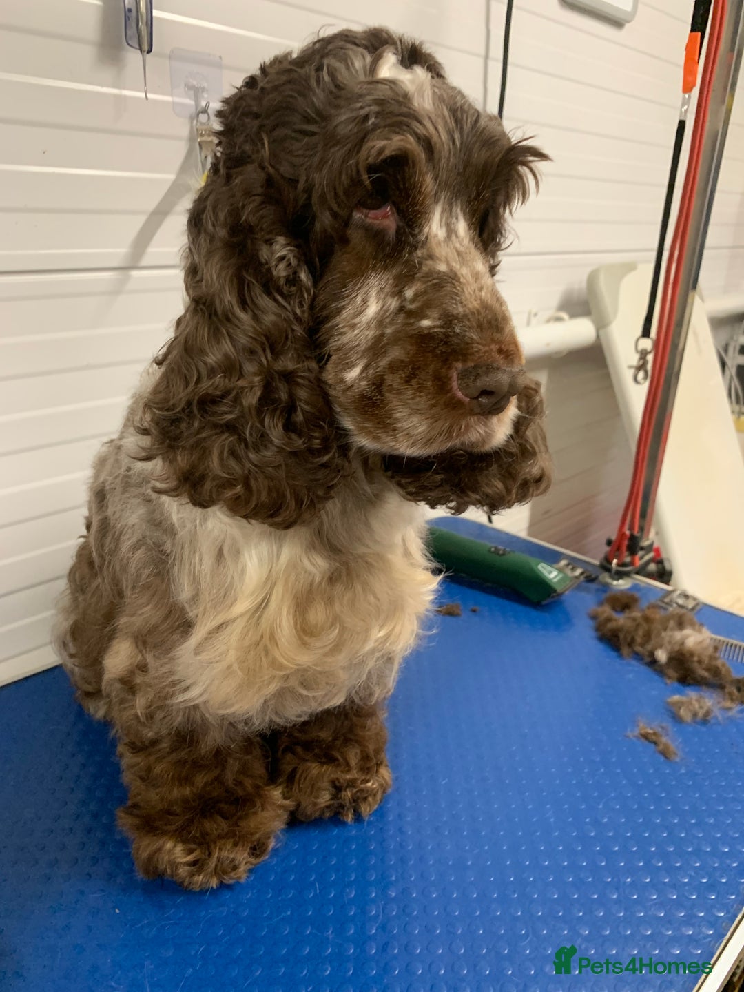 Cocker Spaniel dogs for stud: Extensively Health Tested Stud  in Wisbech - Advert 8