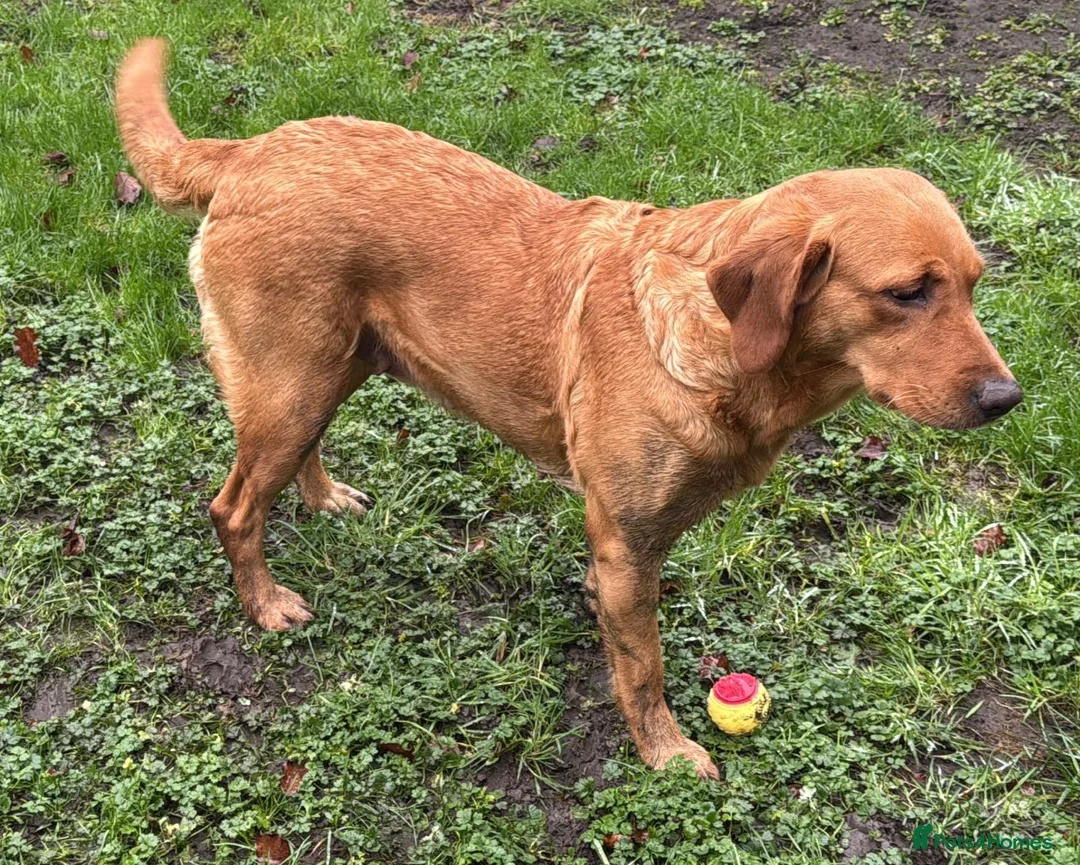 Goldador dogs for sale: BORN FROM HIP, ELBOW AND DNA PERFECT PARENTS - Advert 8