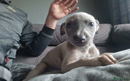 Mixed Breed dogs for sale: Whippet pups - Image 5
