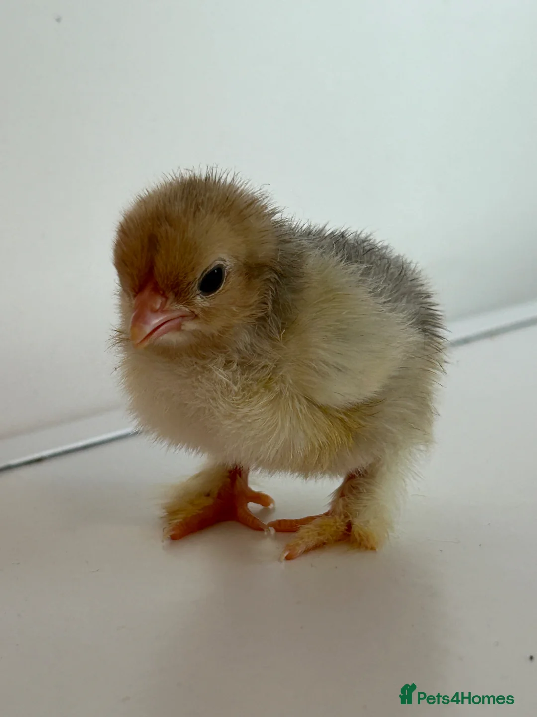 Chickens poultry for sale: Porcelain Pekin bantams  - Advert 2