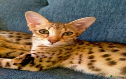 Savannah cats for sale: F3 savannah girls Tica reg + silver boy - Image 13