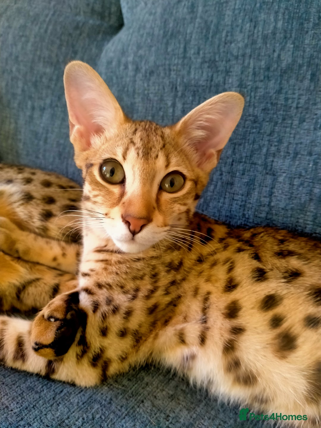 Savannah cats for sale: F3 savannah girls Tica reg + silver boy - Image 13