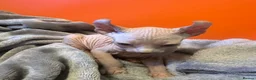 Sphynx cats for sale: Gorgeous full breed Sphynx kittens🐾 - Advert 17