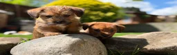 Mixed Breed dogs for sale: Exceptional Norfolk terrier x jrt pups ready now  - Advert 17