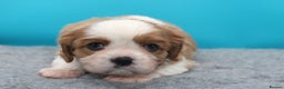 Cavalier King Charles Spaniel dogs for sale: Champion lines, heart/health tested, KC registered - Advert 9
