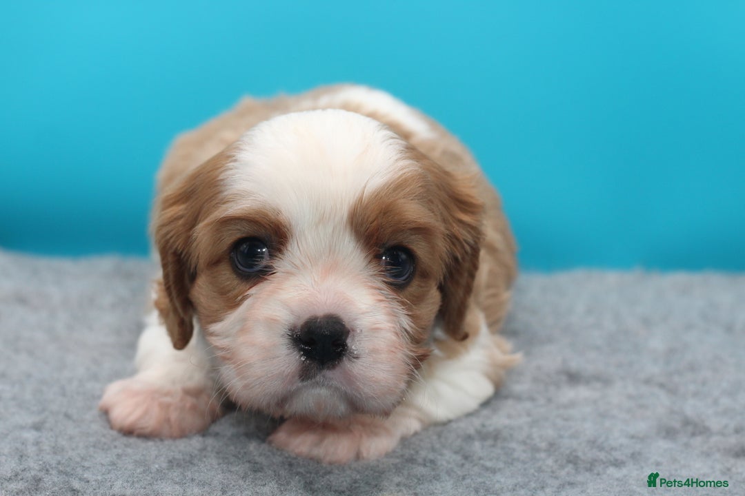 Cavalier King Charles Spaniel dogs for sale: Champion lines, heart/health tested, KC registered - Advert 9