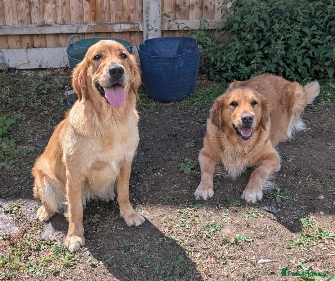 Golden Retriever dogs for sale: 4 YO Beautiful KC Health Tested Golden Retriever - Image 4
