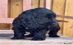 Cocker Spaniel dogs for sale: Health tested Champion parents show type male!!!  - Image 16