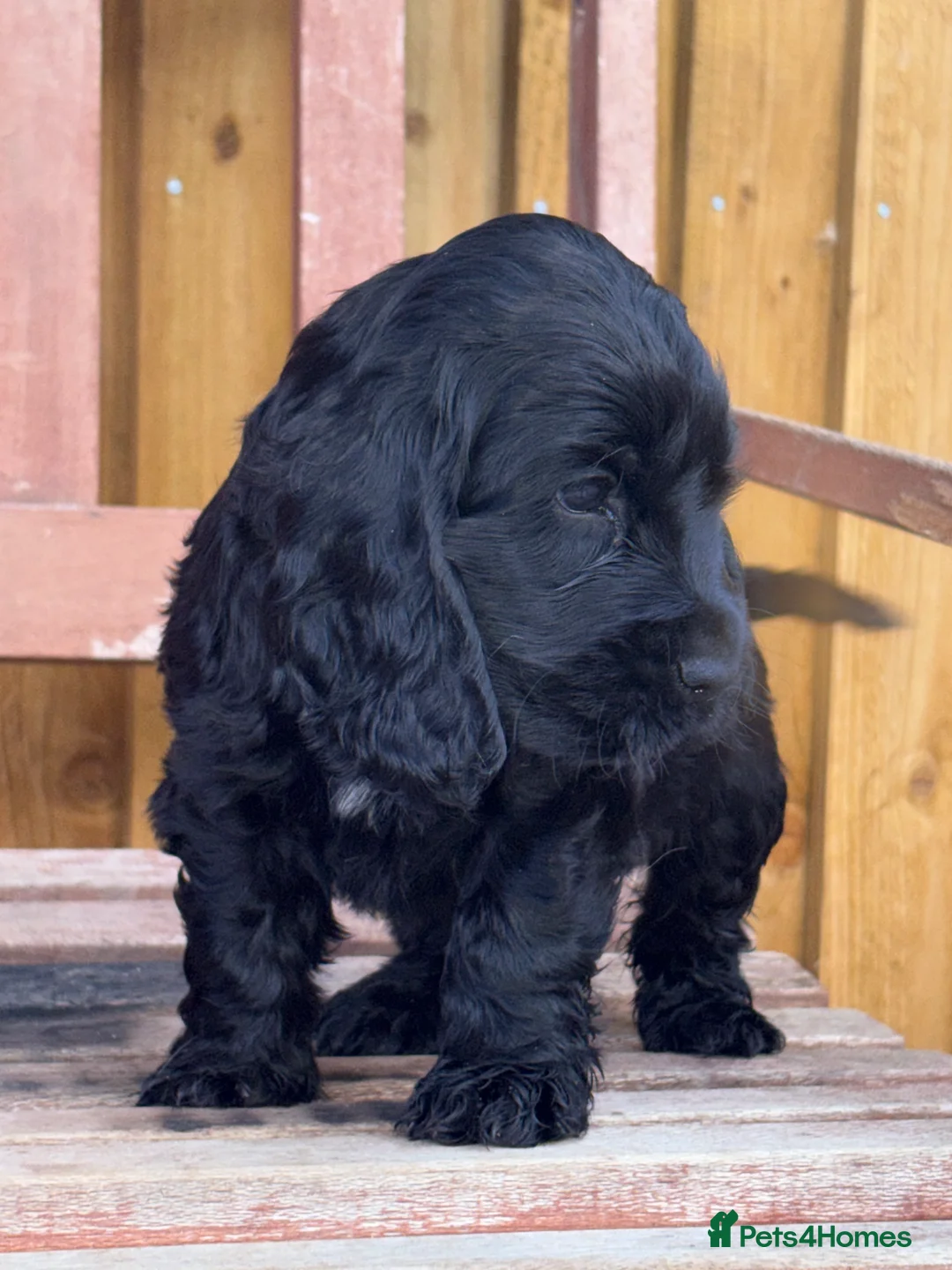 Cocker Spaniel dogs for sale: show type female!!!  - Advert 16