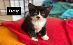 Mixed Breed cats for sale: 🐾 Adorable British Shorthair Mix Kittens 🐾 - Image 6