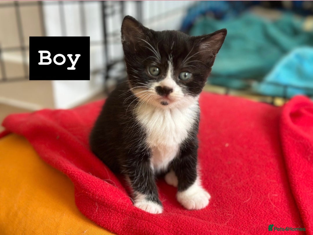 Mixed Breed cats for sale: 🐾 Adorable British Shorthair Mix Kittens 🐾 - Image 6