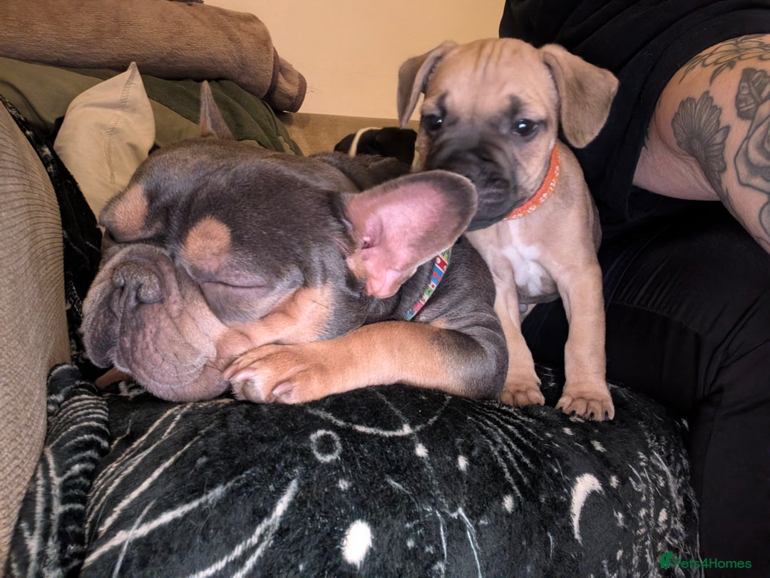 Mixed Breed dogs for sale: Puppy Northern Ireland  - Advert 5