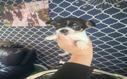 Jack Russell dogs for sale: Jack Russel beauty’s  in Folkestone - Image 11
