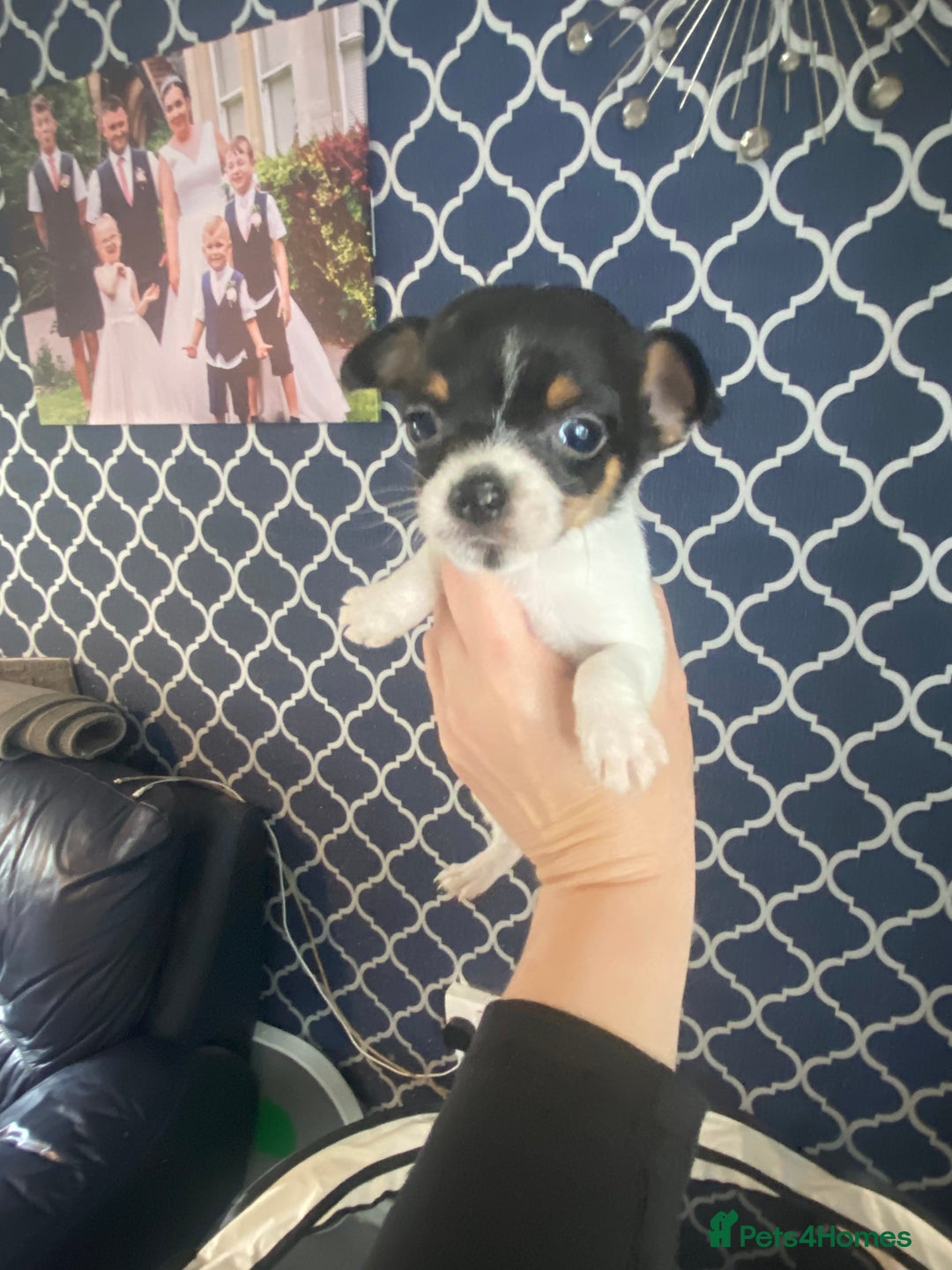 Jack Russell dogs for sale: Jack Russel beauty’s  in Folkestone - Image 11