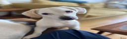 Mixed Breed dogs for adoption: Margot in Oxford - Advert 4