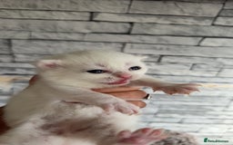 Persian cats for sale: Persian x - Image 13