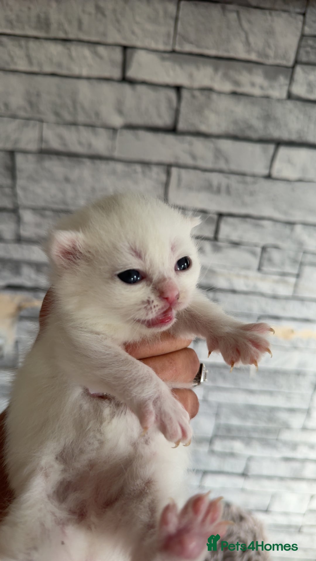 Persian cats for sale: Persian x - Image 13