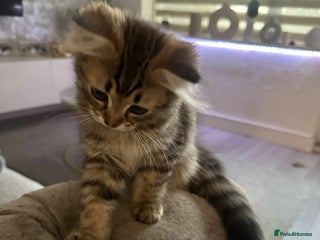 Persian cats - Advert 6