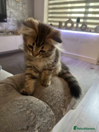 Persian cats - Advert 16
