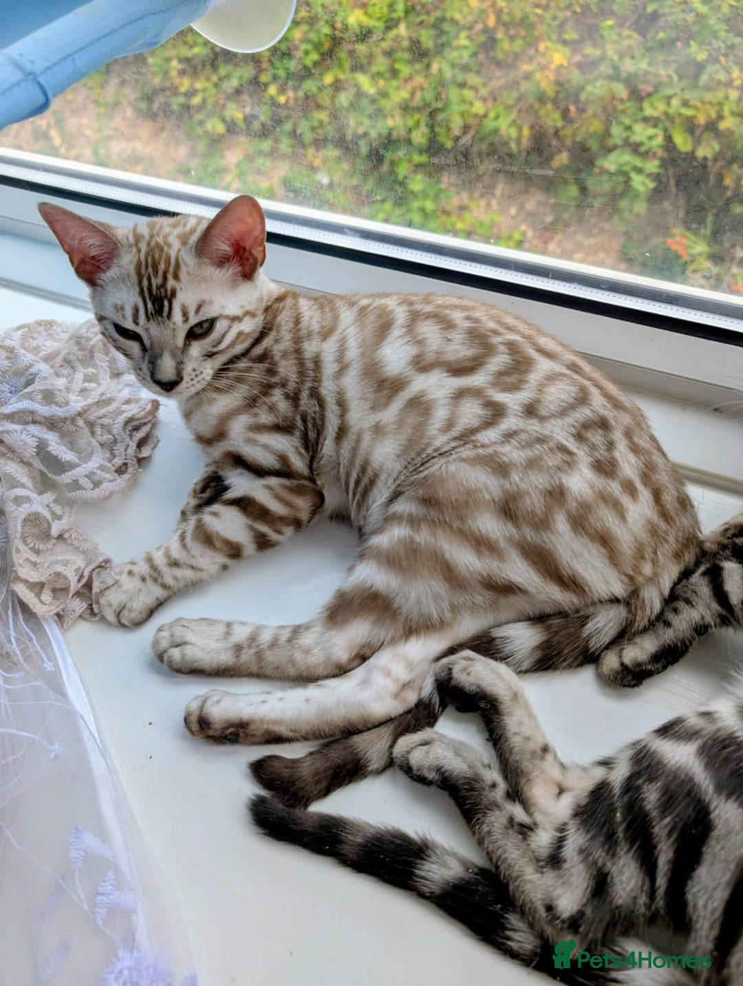 Bengal cats for sale: TICA REG 💕 2 Beautiful bengal boys  - Image 3