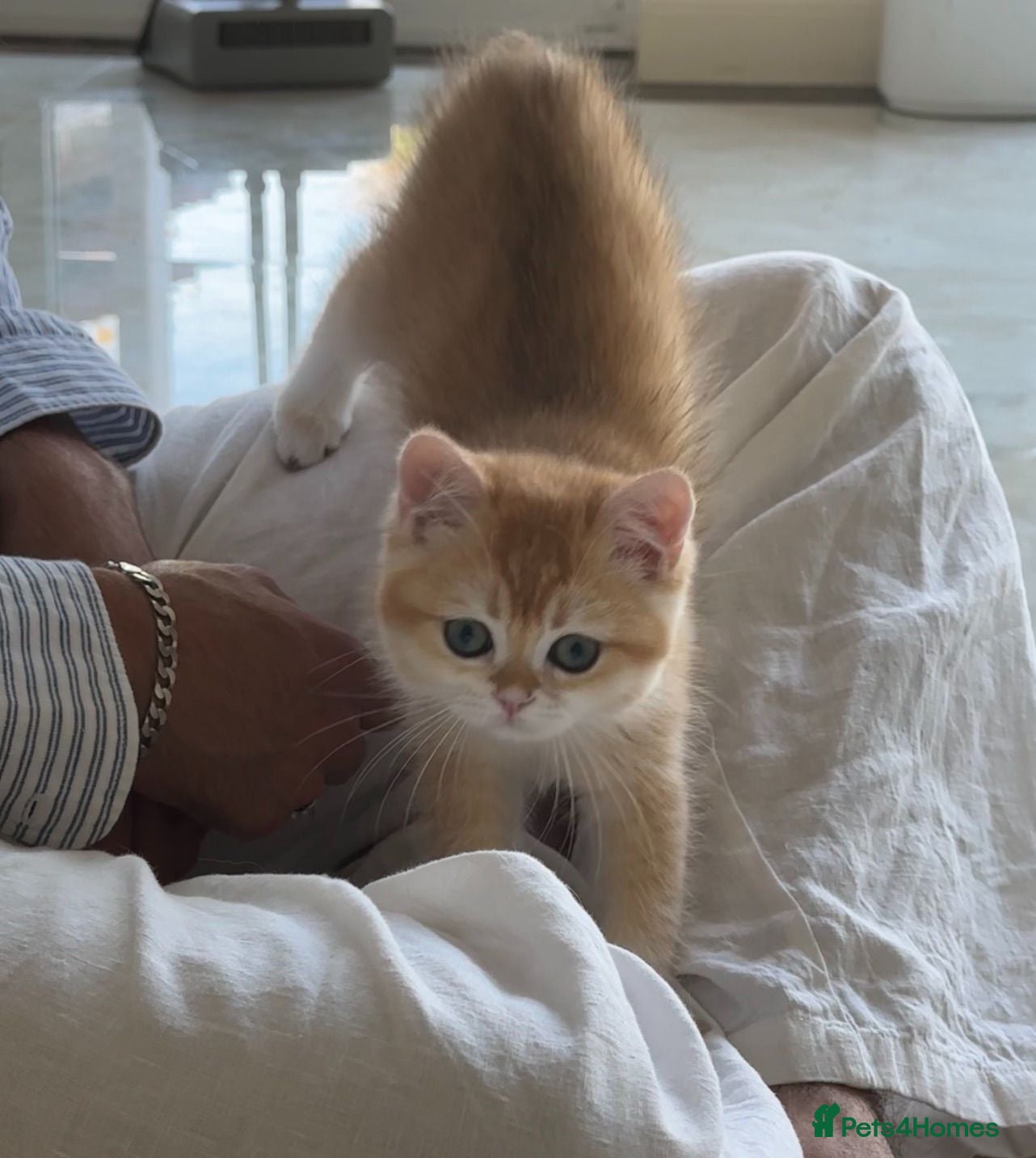 British Shorthair cats READY NOW. Golden shaded British Shorthair kittens - Advert 6