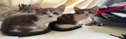 Mixed Breed cats for sale: Beautiful Bengal x Domestic Short Hair Kittens 🐾 - Advert 24
