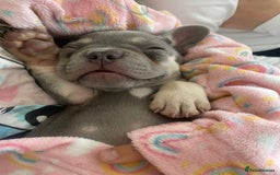 French Bulldog dogs for sale: READY NOW!! French Bulldog Puppies!! - Advert 10