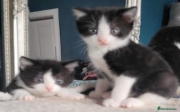 Mixed Breed cats for sale: Kittens looking for loving forever home - Image 1