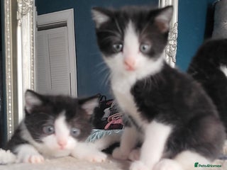 Mixed Breed cats - Advert 5