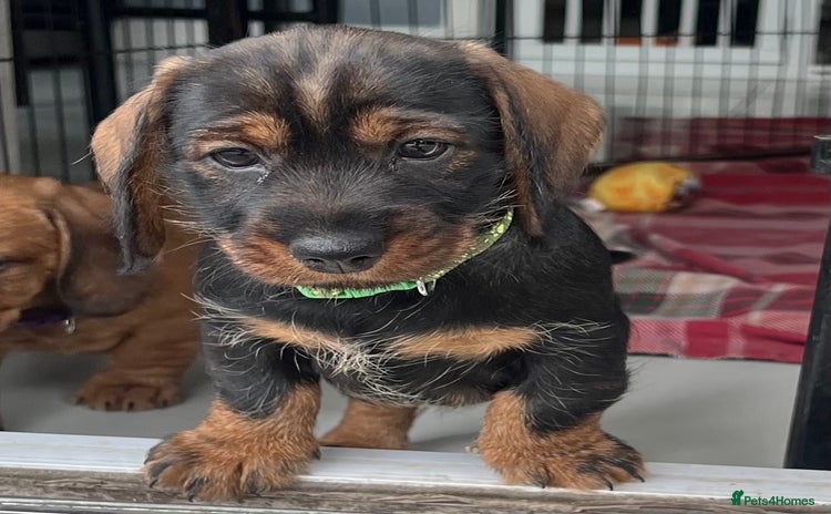 Dachshund dogs - Advert 6