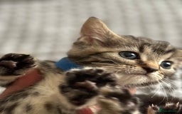 American Shorthair cats for sale: 🌟Adorable kittens now ready 4 forever home🌟 - Image 26