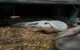 Mini Lop rabbits for sale: 2 male bunnies  - Advert 3