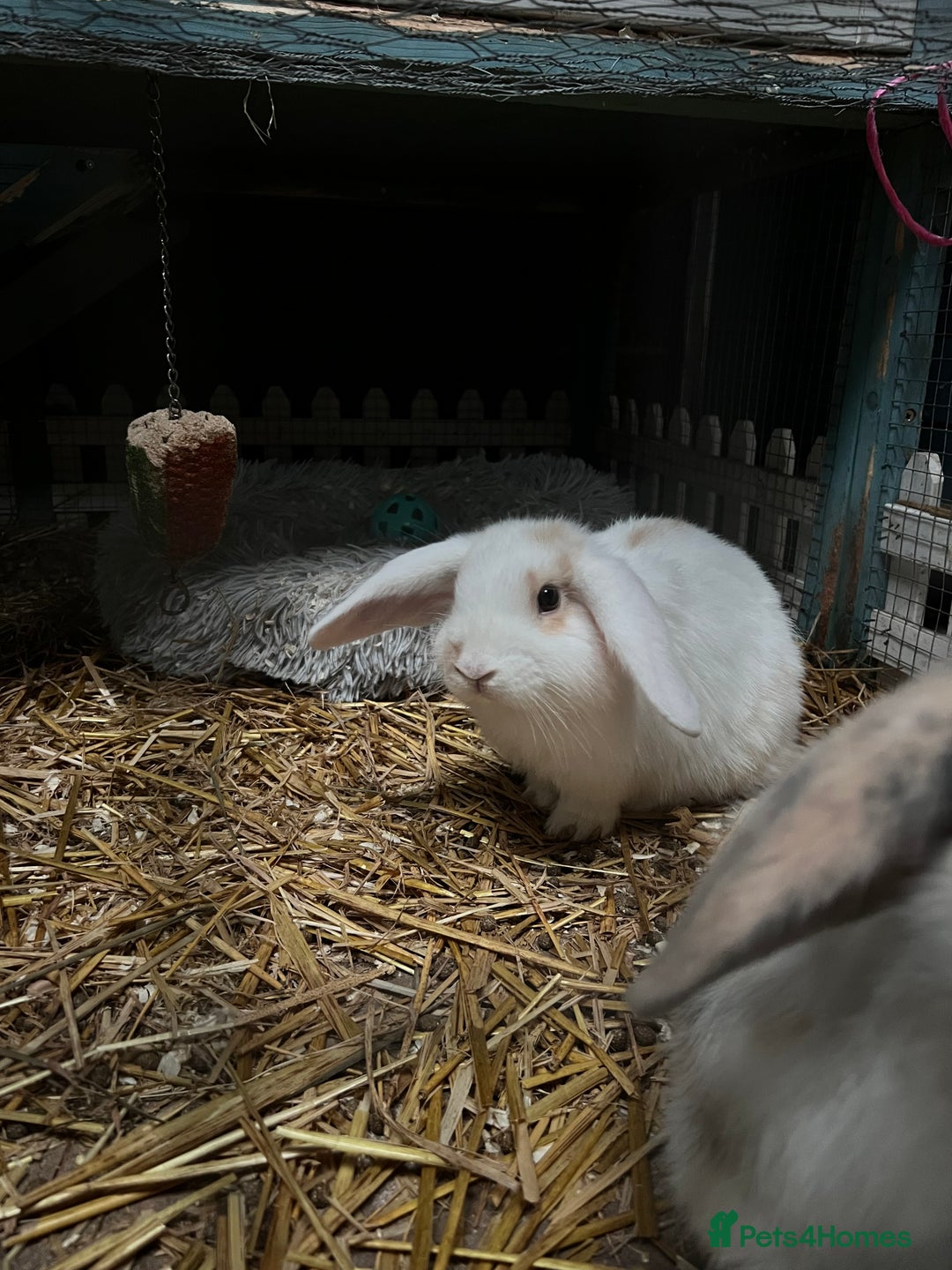 Mini Lop rabbits for sale: 2 male bunnies  - Advert 3
