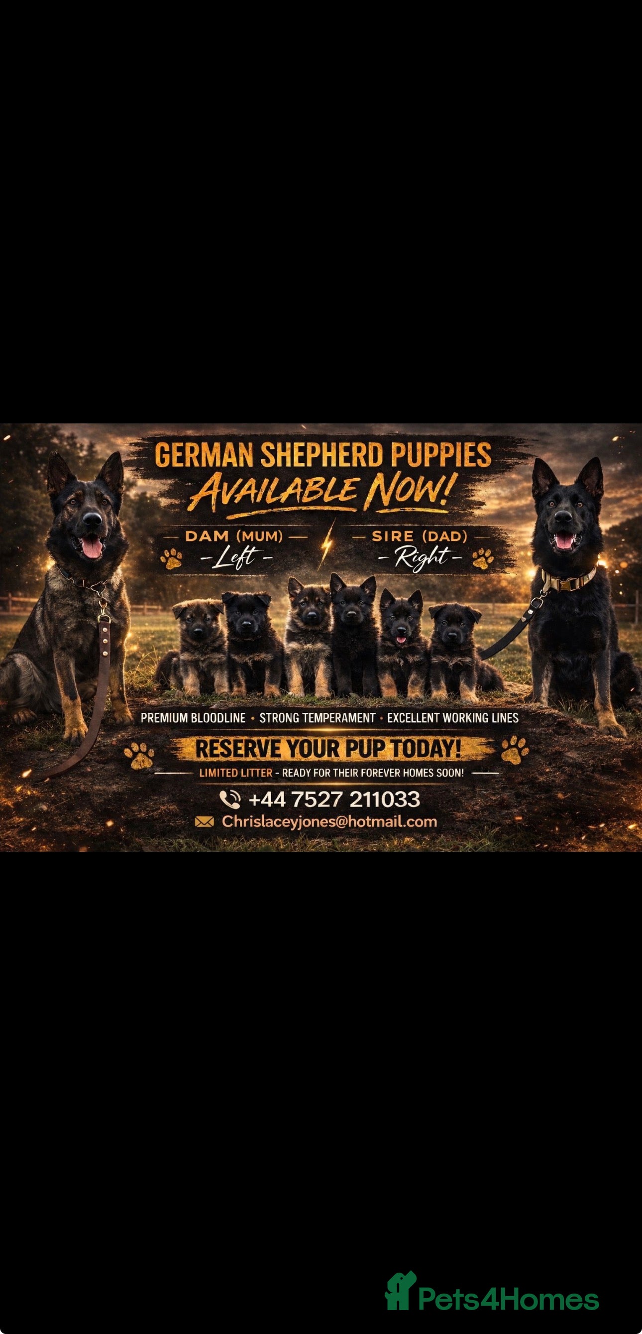 German Shepherd dogs Beautiful German shepherd puppies  - Advert 2